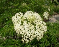 sambucus canadensis 6-11.jpg